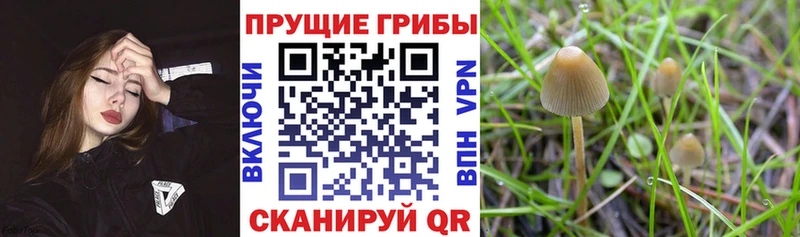 Псилоцибиновые грибы MAGIC MUSHROOMS  blacksprut маркетплейс  Сердобск 