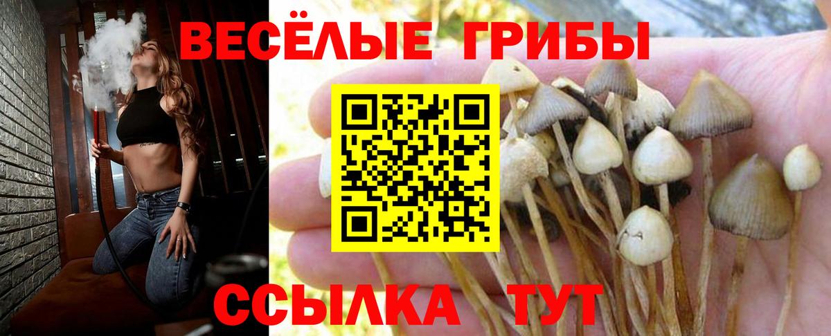 Галлюциногенные грибы мицелий  Вход с VPN  Галлюциногенные грибы GOLDEN TEACHER  где продают   Сердобск 